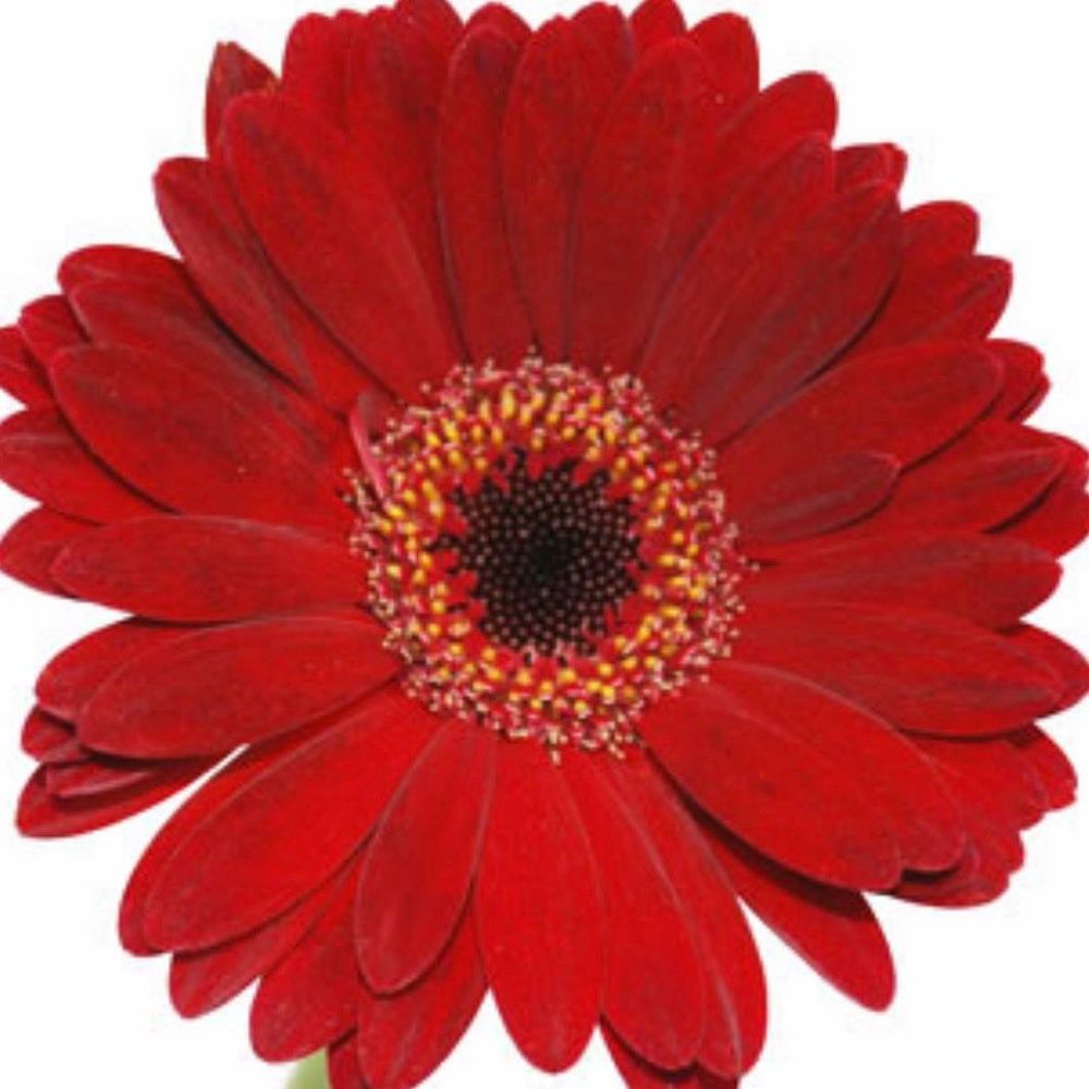 Meet your Posher, Leandra